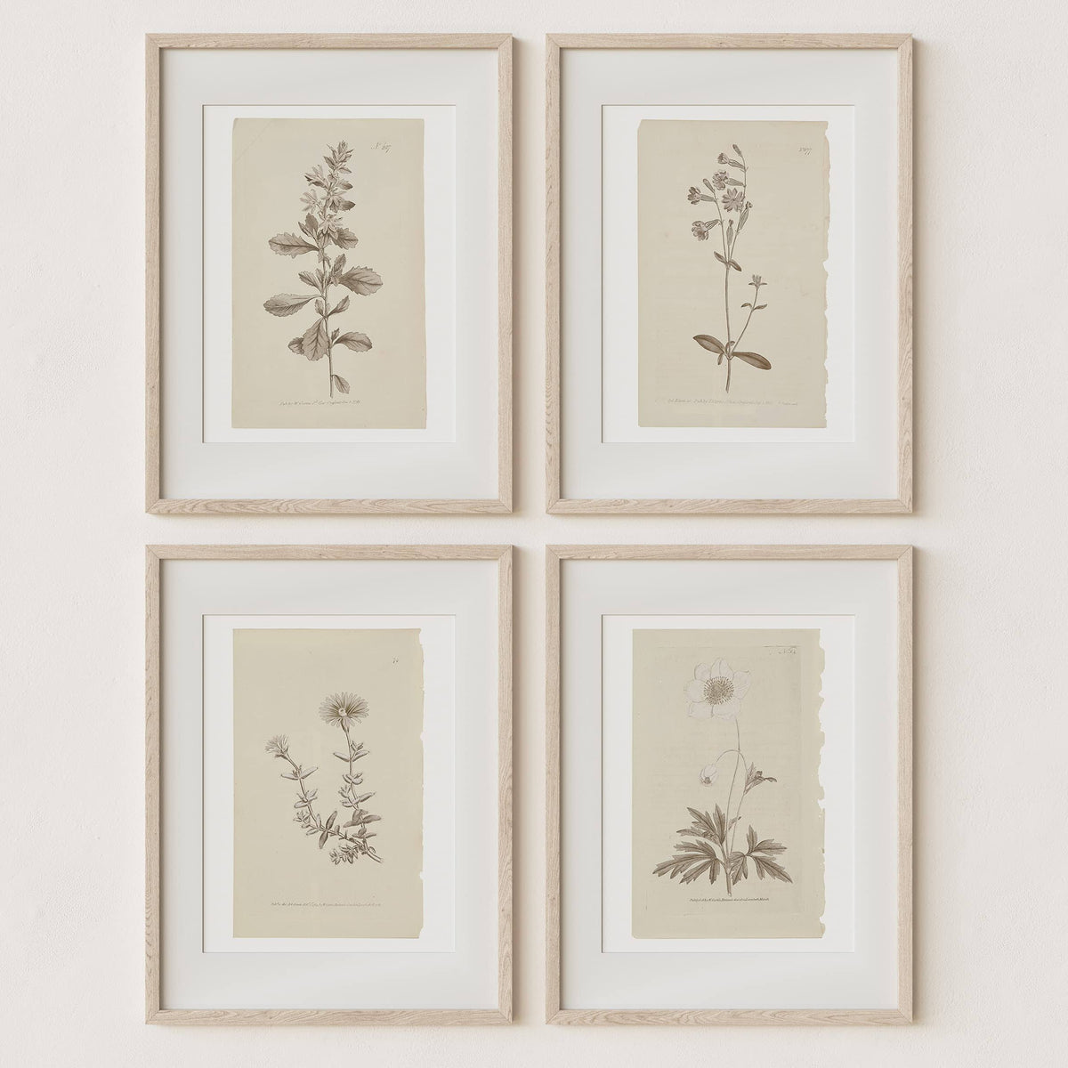 Sandstone & Sage Wall Art Botanical Plant Prints | Vintage Flower Boho Minimalist Floral Artwork Decor for Bedroom, Living Room, Bathroom, Home or