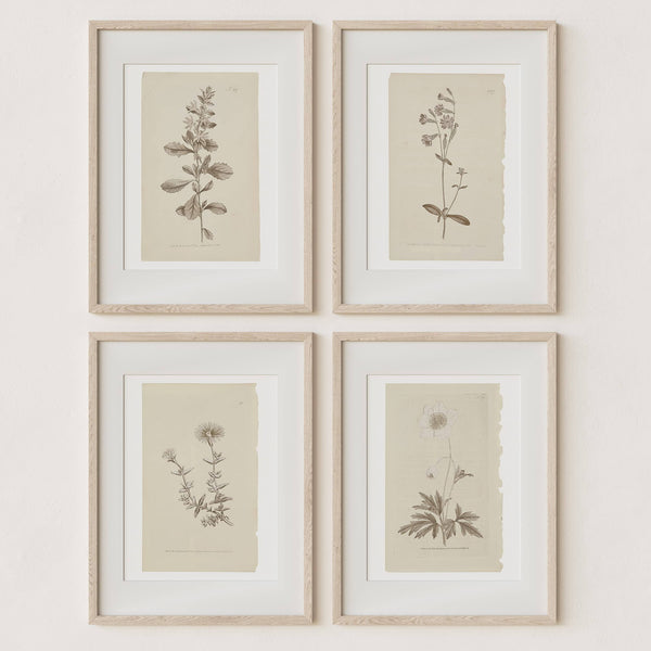 Sandstone & Sage Wall Art Botanical Plant Prints | Vintage Flower Boho Minimalist Floral Artwork Decor for Bedroom, Living Room, Bathroom, Home or